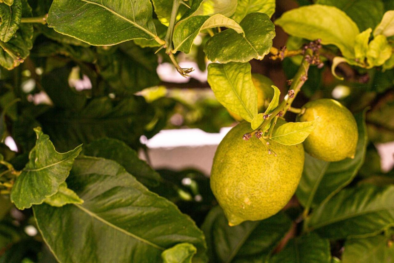 Lemon Tree Apartment Praia Da Luz Экстерьер фото